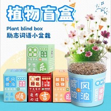 创意励志文字植物盆栽儿童种植盲盒幼儿园学生奖品花卉植物小盆栽