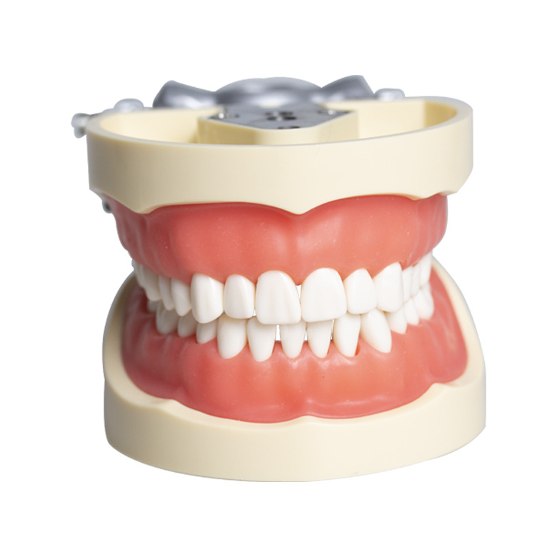 Modelo dental molde modelo dental modelo de enseñanza dental removible dentadura oral cepillado Preparación del diente modelo resina