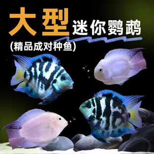 �����W�^�~�N�~һ�����w�~��ˮ�Ꭷ�^�p�~���B�д���