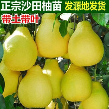 �����ݿhɳ���������l�޽����Ә����SƤ�����������Ϸ��������