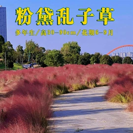 盆栽;种子;园林果树