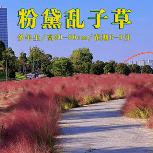 ����y�ӲݷN�Ӷ�����ëâ�y�Ӳݻ����ļ��׻��ͺ�ͥԺ�W�t������