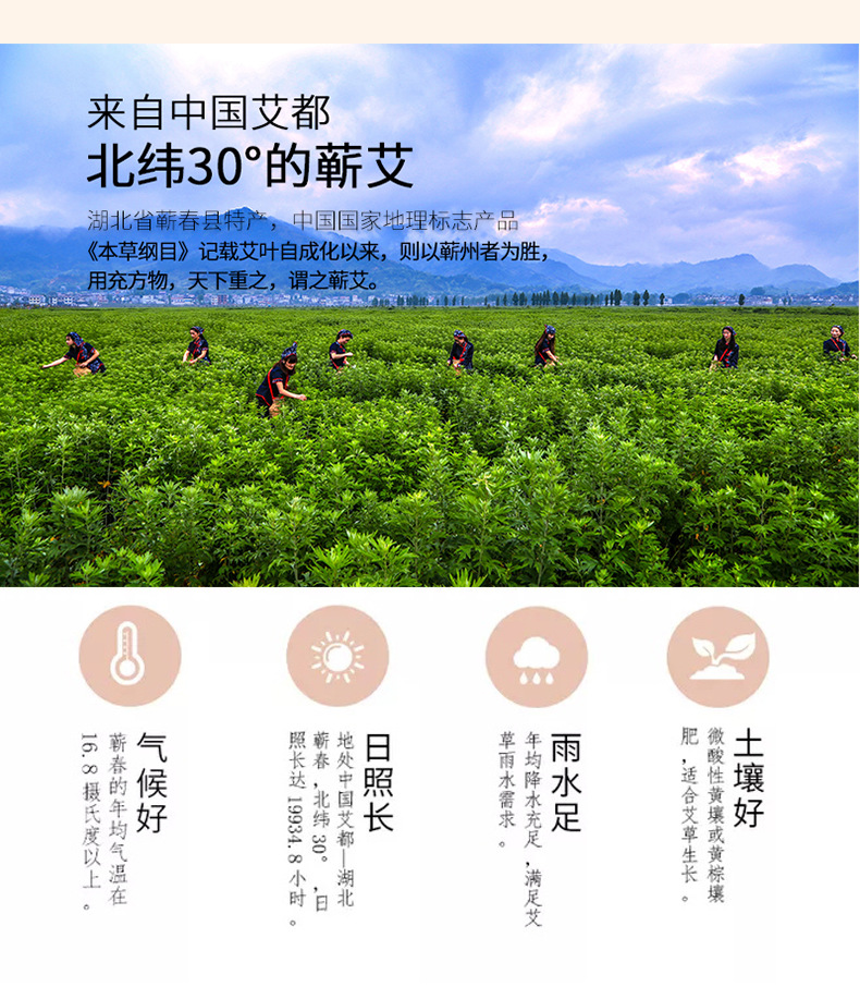 Premium Qichun Mugwort Thunder Fire Moxa Stick 8cm Thickened Aged Moxa for Body Moxibustion preparation