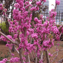 Gľ G GС G MltͥԺֲ׳ɻ