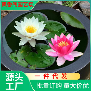 Dropshipping Water Lily Hydroponic Plant All Year Round Water Grown Lotus Water Lotus Potted Flower Water Pond Large Water Lily Root