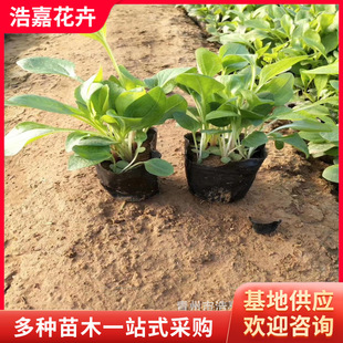 �޸����ܷNֲ���� �ɹ��ՠI�B���� ���}�|  ���l�r��