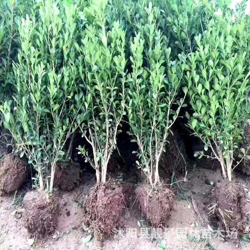 База доступна для крупнолистовой Самшит мяч мелкий лист Самшит волосатый шарик семена дыни Самшит полные спецификации оптом мелкий лист самшита