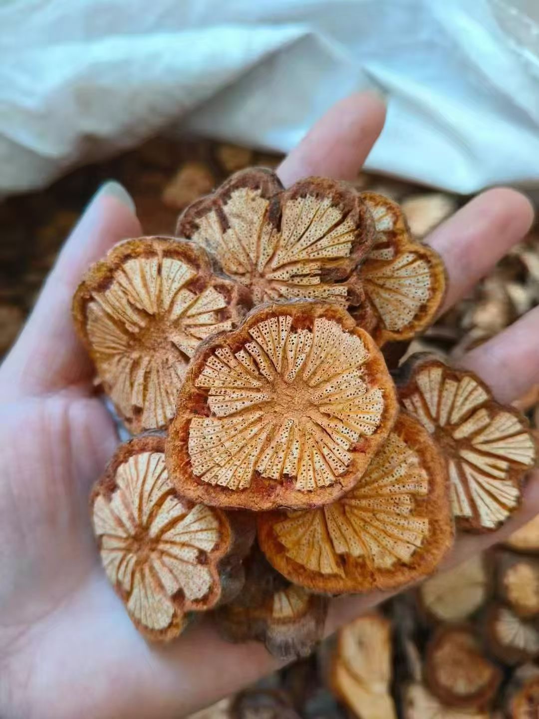Premium Xue Tong Dried Herb for Tea and Decoction Traditional Chinese Herbal Wellness overview