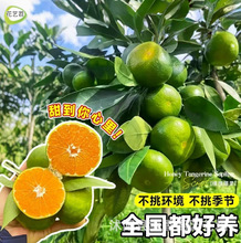 新品种青皮蜜桔树苗清香蜜桔苗嫁接果冻橙柑橘苗南方北方种植包邮