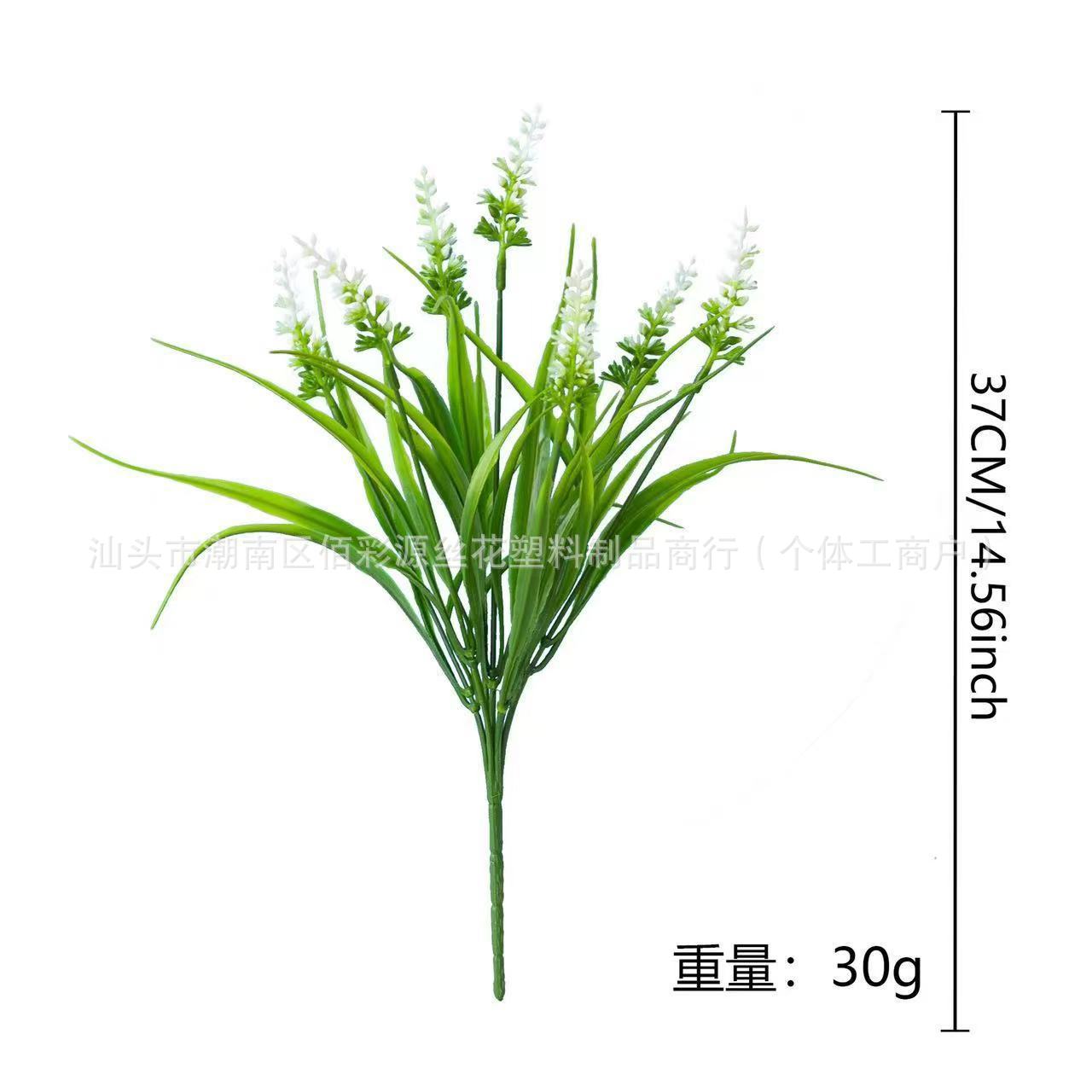 원숭이 라벤더 화이트