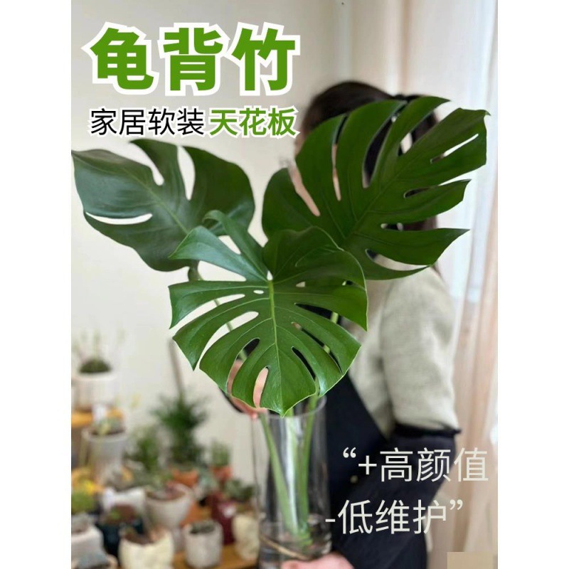 Monstera hidropónica sala de estar, grandes plantas en macetas, buenas plantas verdes en interiores, hojas grandes, hojas perennes, plantas tolerantes a la sombra, purifican el aire image 2