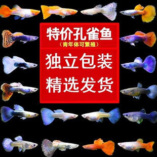 ��ȸ�~���~�^�p�~���w�Pβ���R�Ꭷ�N���B�ͻˮС��̥�����~