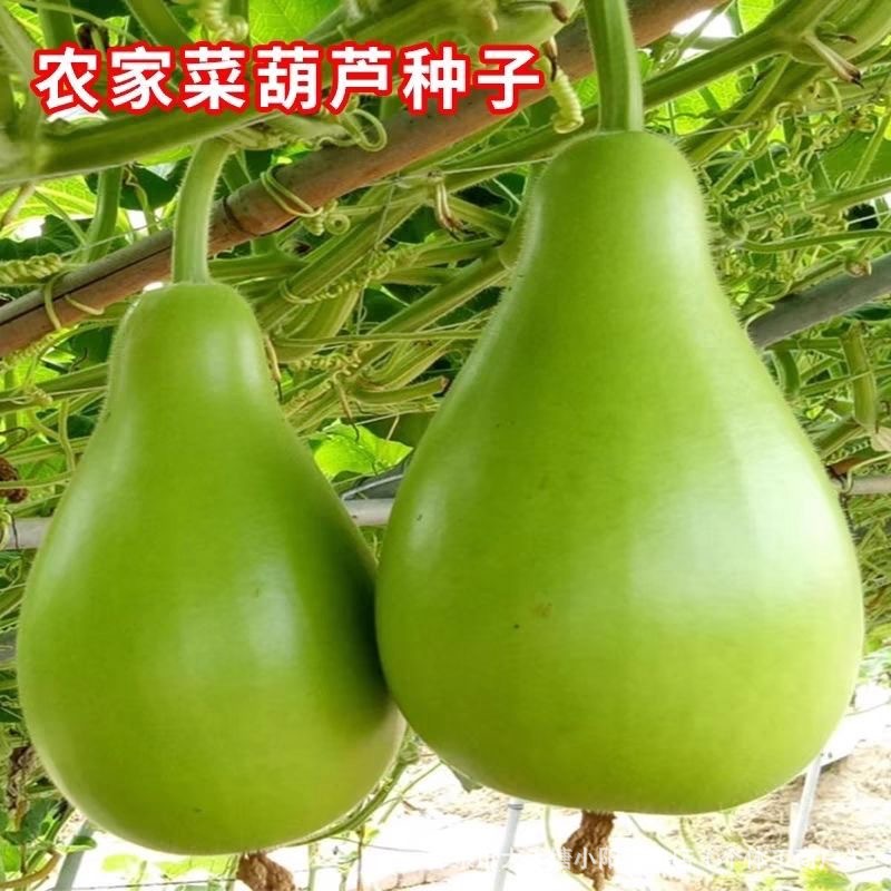 农家菜葫芦种子可食用菜葫芦种籽瓠瓜种籽早熟抗病大田蔬菜籽