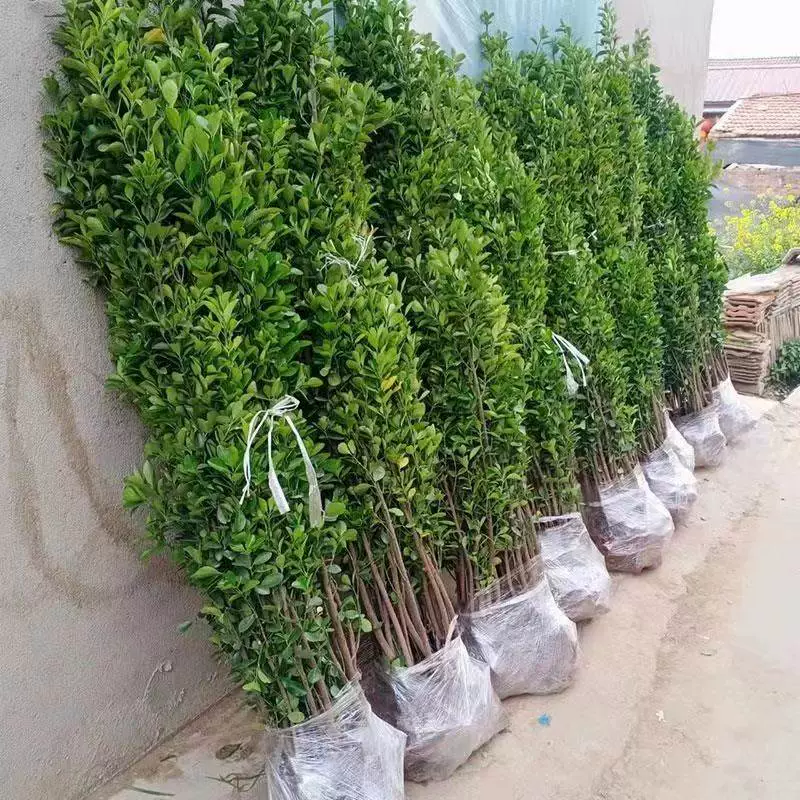 Хоккайдо берескета прямой крупнолистовой Падуб двор озеленение забор растения вечнозеленые морозостойкие небольшие саженцы