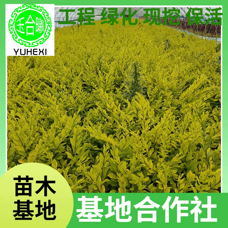 Водный воск с золотыми листьями, водный воск северо-востока, рассада питомников, маленькие рассады, шарики водного воска, рассада в чашках водного воска, водный воск