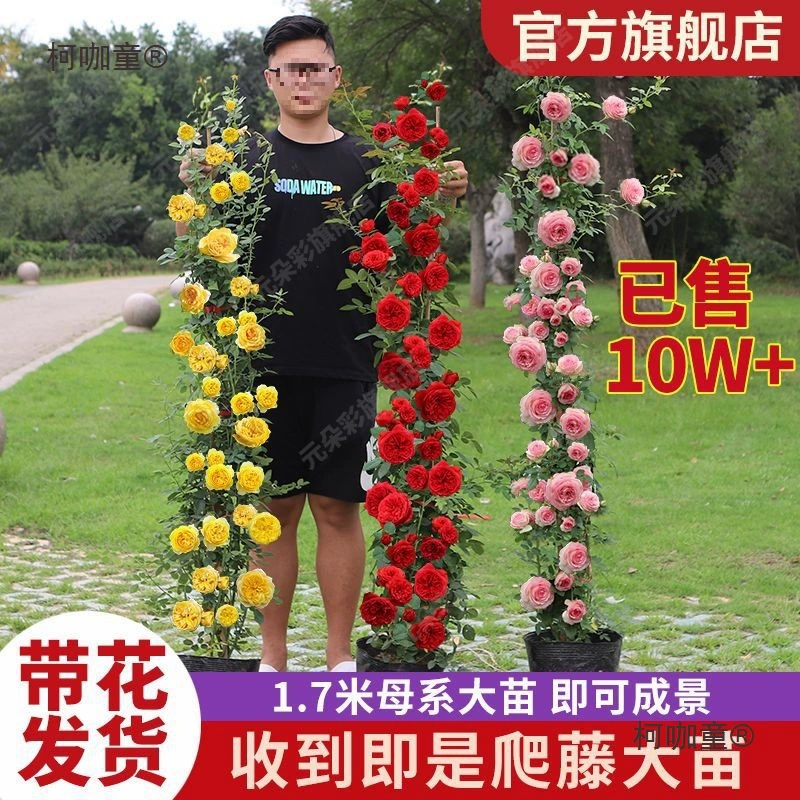 Большая вьющаяся роза на все времена года, саженцы вьющихся роз для двора и балкона, большие цветы от Matibo.