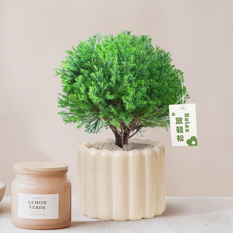 桌面绿植或水培小盆栽