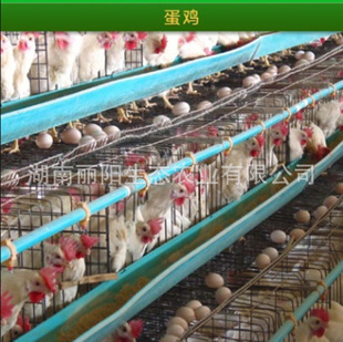 ���l�u����w�_�����u�����̸߮a���u�����һ���g�������S�u���u