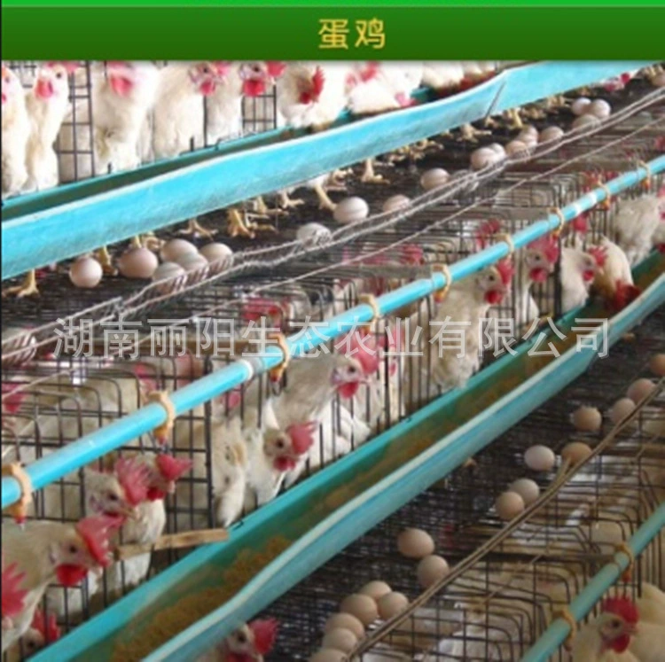 Оптовая продажа живых цыплят-роялей, высокоурожайных несушек, цыплят на один день и трехцветных кур (желтых, черных).