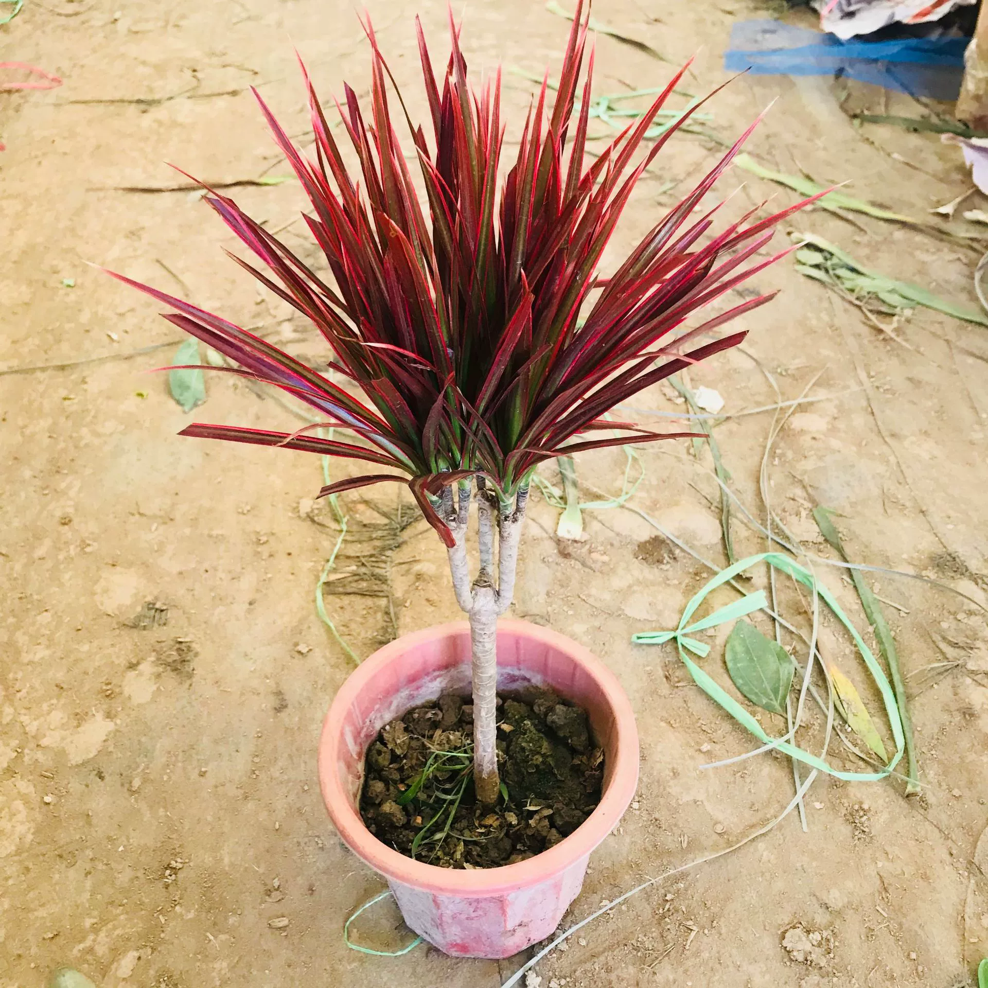 Бамбук и банан с красными краями, трехцветное дерево крови дракона, красочные железные комнатные гостиной, балкон, поглощающие формальдегид, растения для очистки воздуха