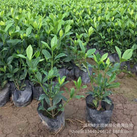 苗圃批发销售大叶栀子杯苗地苗  园林绿化工程苗木常绿灌木栀子花