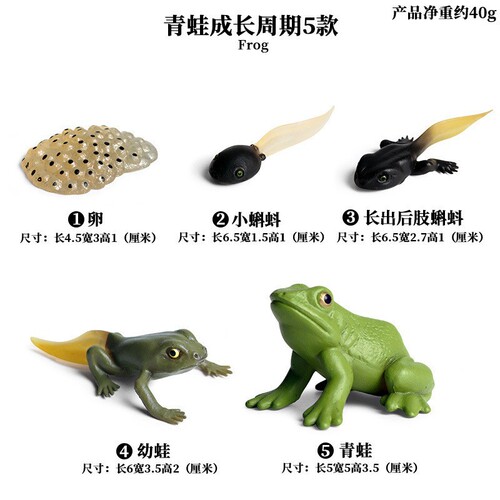 Cross-border simulation science and education solid insect animal growth cycle model snail frog growth cycle toy set