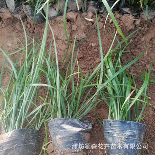 Wholesale Dwarf Ophiopogon Japonicus, Evergreen All Year Round, Not Tall, Trample-Resistant, Cold-Resistant and Drought-Tolerant Ground Cover Grass