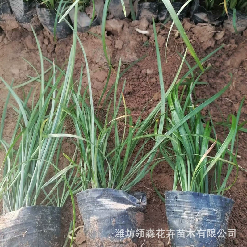 Оптовая продажа низкорослого вечнозеленого офиопогона японского, устойчивого к подтаптыванию, морозостойкого и засухоустойчивого газонного покрытия.