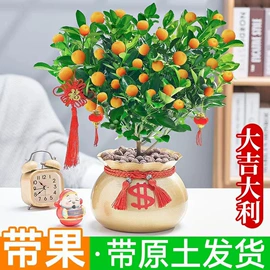 盆栽;灌木;乔木