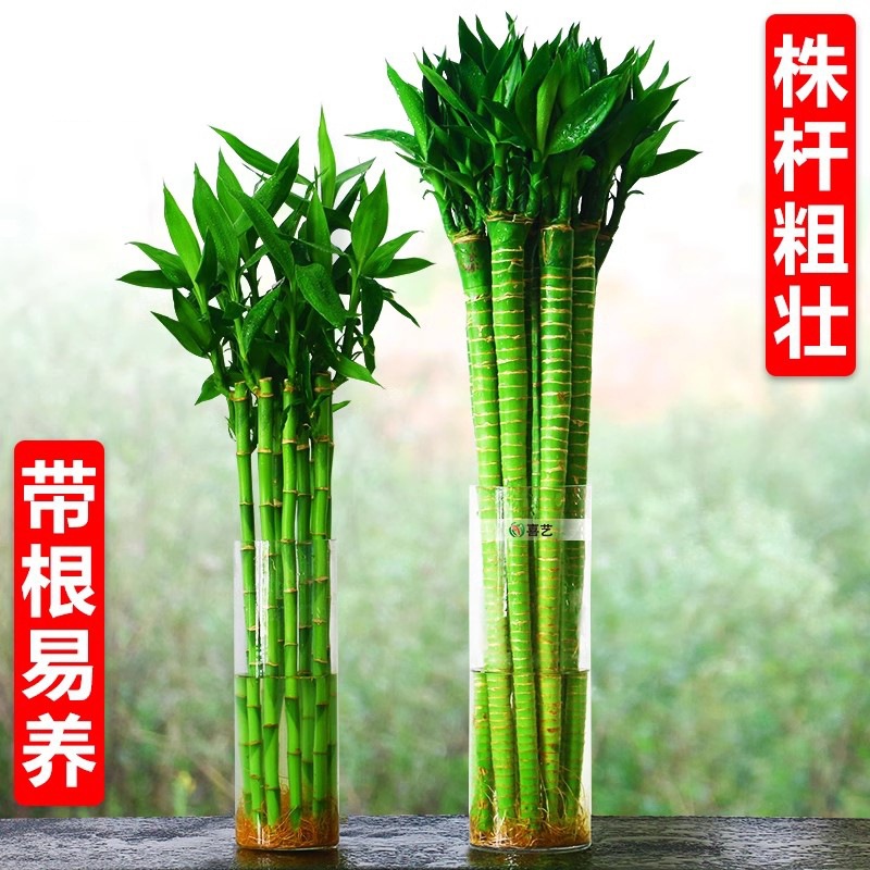 Wenchang bamboo dragon bamboo rich bamboo transfer bamboo water…
