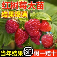 tݮϷNֲY̨҃ͥԺԵˮ޽ӹ