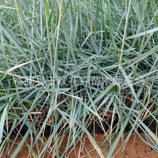 �{���������ͺ������о����µر����@ͥԺ�G�����̶������^�p��