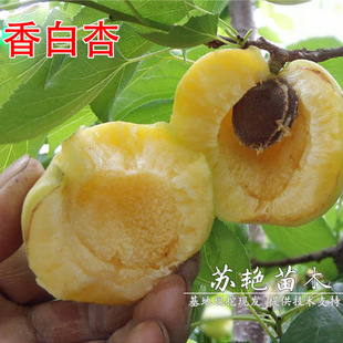 �ӱ���������Ә�����˴�����Ә���޽������ش������箔��Y��