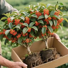 桂花树苗夏季桂金桂嫁接丹桂室内常青盆栽沉香桂朱砂桂状元红桂花