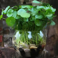 �~�X����ؔˮ��ֲ���k�����������Խ��X�ݻ����҃�ˮ�B�Gֲ����ȩ