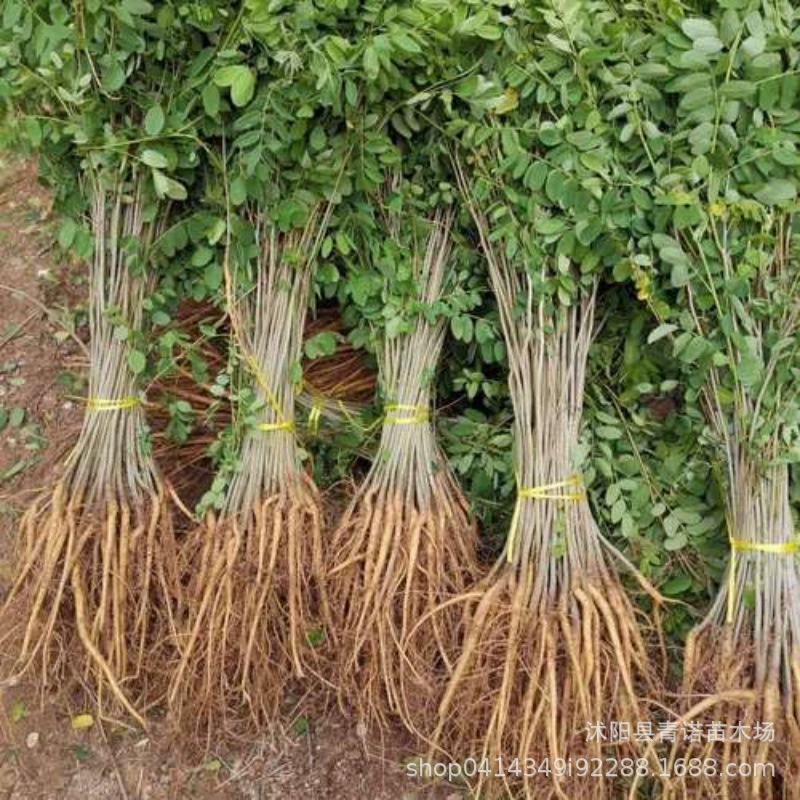 Озеленение защиты склонов саженцы Amorpha fruticosa полные спецификации большое количество скидка