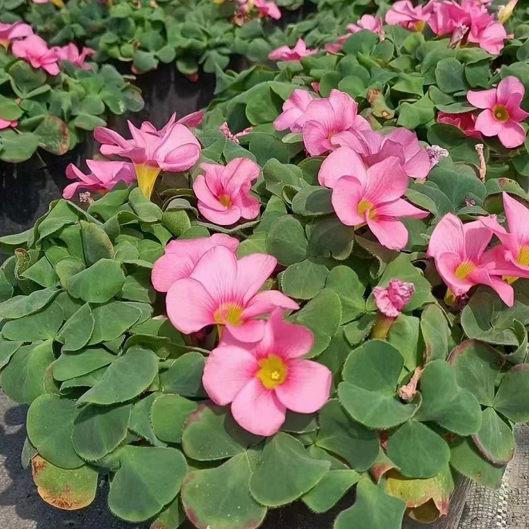 Гибискус, Импатиенты, Садовый ландшафт, Импатиенты с фиолетовыми листьями, Импатиенты с лавой, посадка частных вилл в парке