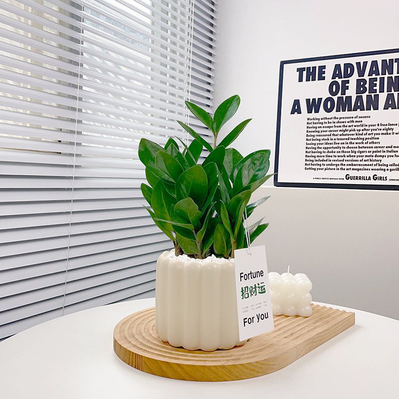 Money Tree, Money Tree Potted Indoor Green Plant, Purifies the Air, Removes Formaldehyde, Is Easy to Feed for Lazy People, Bonsai Hot Sale