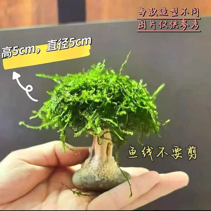 Moss Tree Aquarium Tree Real Tree Driftwood Aquatic Plants Lazy Artificial Landscaping No Need for Substrate Large Mushroom Head Aquarium Landscaping Ornaments Moss Tree Aquarium Tree Real Tree Driftwood Aquatic Plants Lazy Artificial Landscaping No Need for Substrate Large Mushroom Head Aquarium Landscaping Ornaments