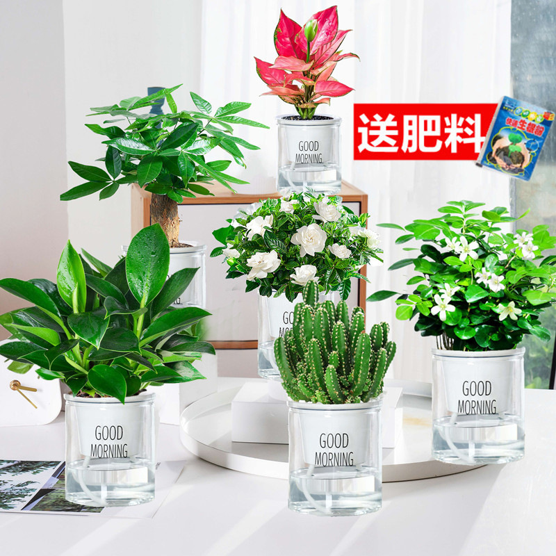 골든 다이아몬드 + 머니 트리 + 치자나무 + 구리향 + 완중산 + 길리 레드(좋은 아침 분지) + 영양액