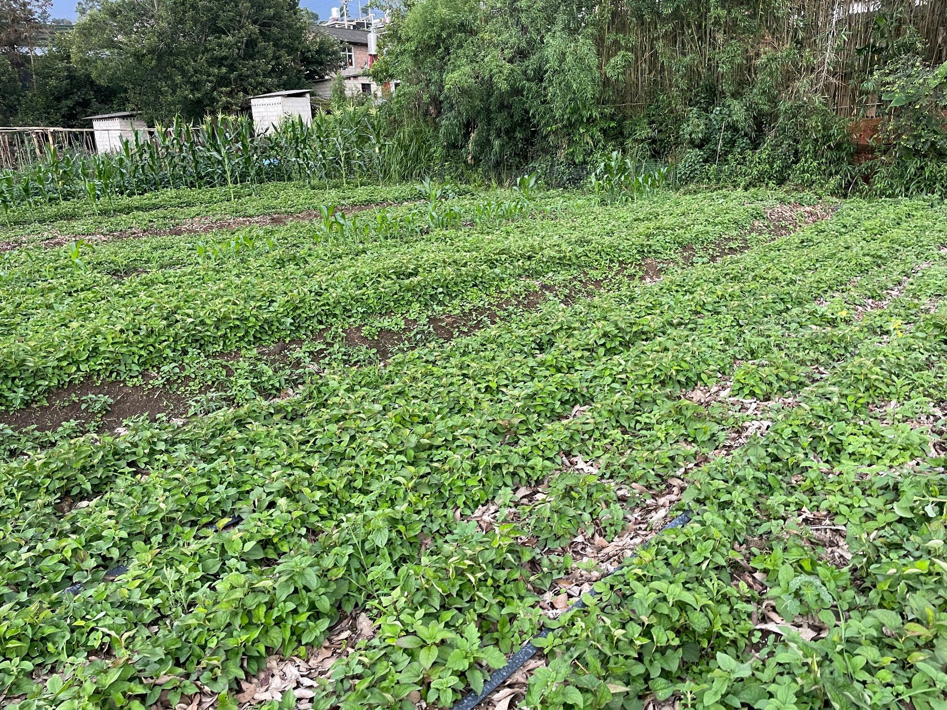 鱼腥草种植 (37).JPG