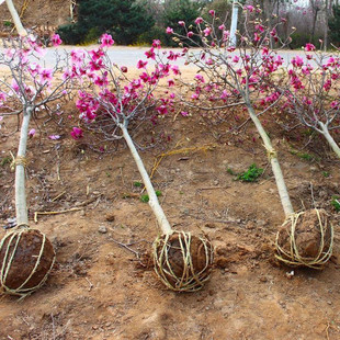 One Piece Dropshipping Base Magnolia Saplings Red Magnolia White Magnolia Saplings Greening Seedlings Landscape Saplings Landscape Trees
