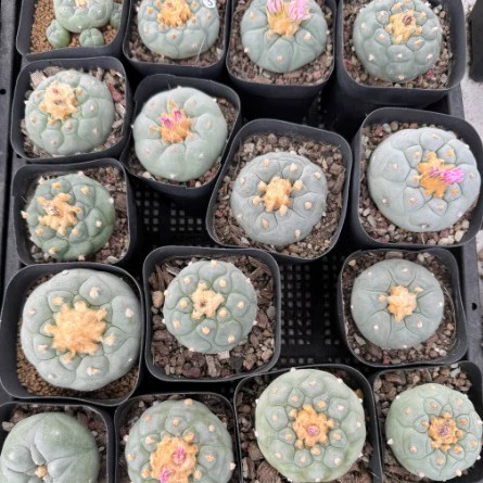 Рыба Редкий Кактус Морепродукты Рыба Цветущее Растение