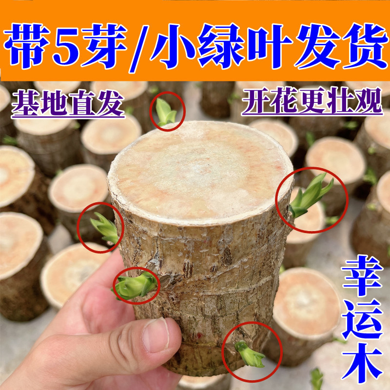 Brazilian Wood with Buds and Leaves Shipped with 5 Buds and Multiple Buds Hydroponic Plants Internet Celebrity Plants Can Bloom Soil Culture Desktop