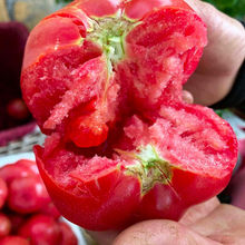 雲南西紅柿新鮮生吃現摘自然熟小番茄時令水果蔬菜沙瓤特價批發10