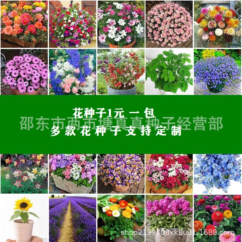 Семена Цветов Четыре Сезона Цветение Крытый и Открытый Гипсофила метельчатая Семена Подсолнечника