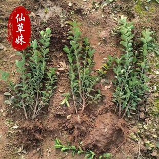 �G����ľ�е���G�hֲ����~�S���綬�����ļ�������~�S��r��