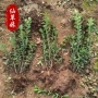 大叶植物绿化黄杨苗