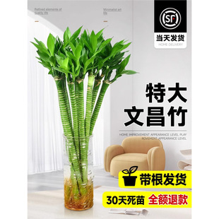 �����F��֗U�����Ĳ������}���������҃�����ˮ����ؔ�Gֲ��