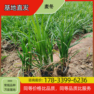 Ophiopogon Japonicus Flower Seedling Potted Base Planting for Four-Season Flowering Courtyard Planting Green Plant Project Greening Seedlings Easy to Breed